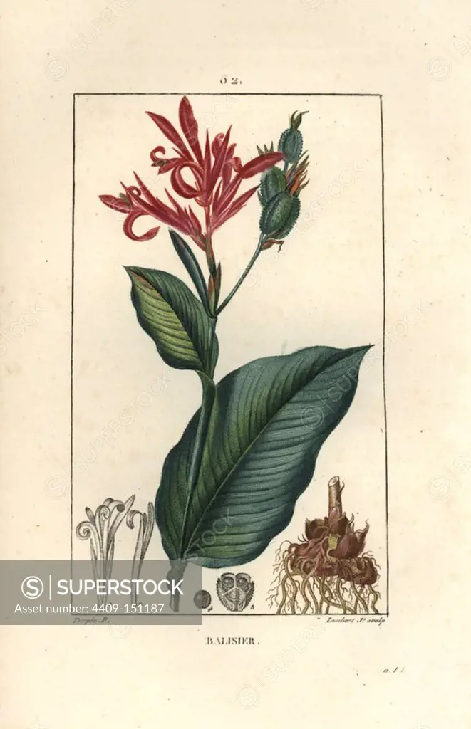 Indian cane, Canna indica. Handcoloured stipple copperplate engraving by Lambert Junior from a drawing by Pierre Jean-Francois Turpin from Chaumeton, Poiret et Chamberet's "La Flore Medicale," Paris, Panckoucke, 1830. Turpin (1775~1840) was one of the three giants of French botanical art of the era alongside Pierre Joseph Redoute and Pancrace Bessa.
