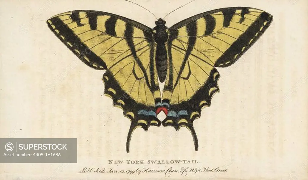 Two-tailed swallowtail butterfly, Papilio multicaudata. (New York swallowtail) Handcoloured copperplate engraving from "The Naturalist's Pocket Magazine," Harrison, London, 1799.