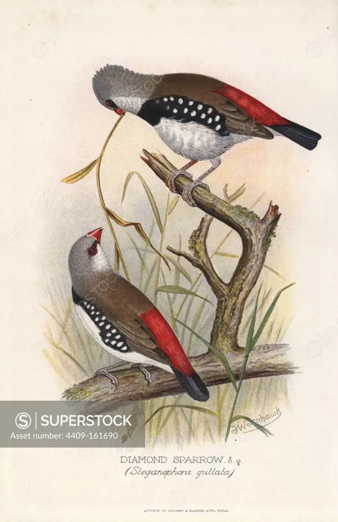 Diamond firetail, Stagonopleura guttata. (Diamond sparrow, Steganophora guttata) Chromolithograph by Brumby and Clarke after a painting by Frederick William Frohawk from Arthur Gardiner Butler's "Foreign Finches in Captivity," London, 1899.