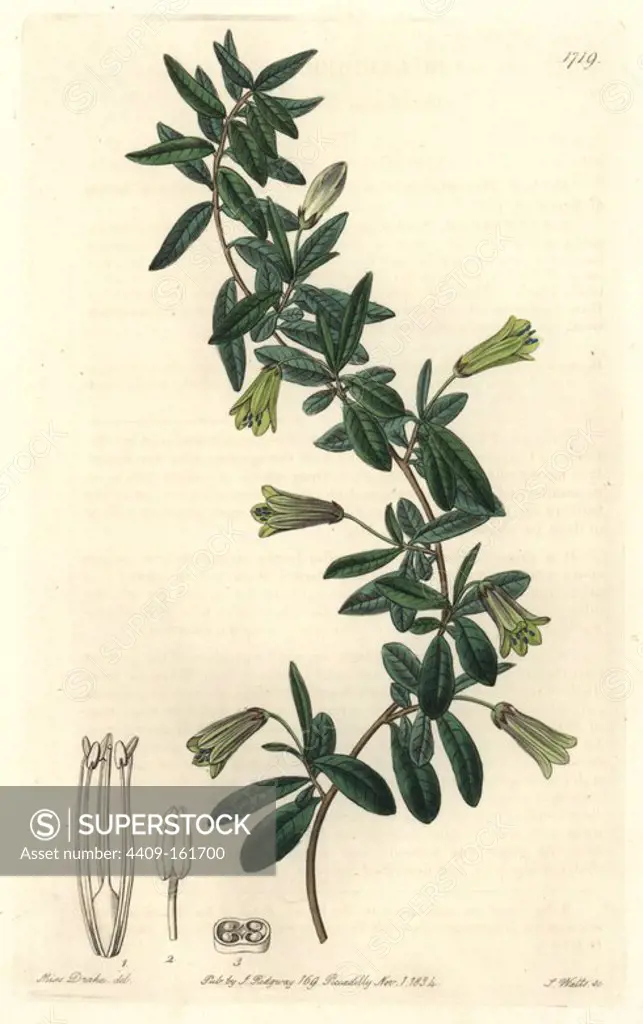 Oval-leaved billardiera, Billardiera ovalis. Native to Tasmania. Handcoloured copperplate engraving by S. Watts after an illustration by Miss Drake from Sydenham Edwards' "The Botanical Register," London, Ridgway, 1834. Sarah Anne Drake (1803-1857) drew over 1,300 plates for the botanist John Lindley, including many orchids.