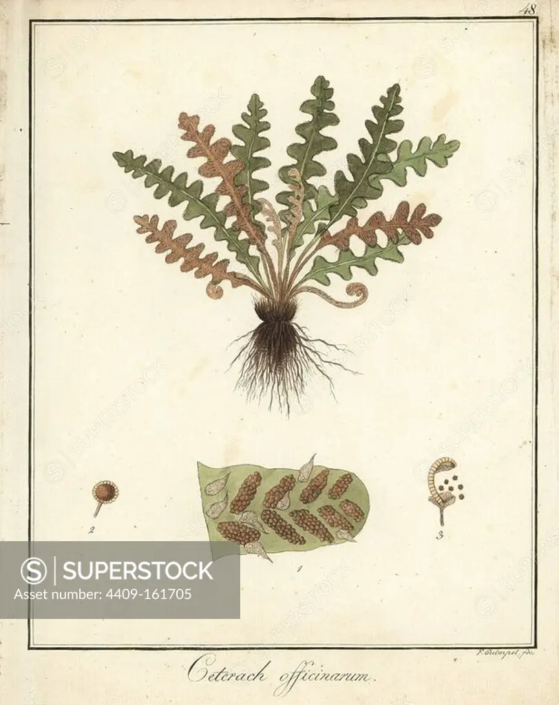 Rustyback fern, Asplenium ceterach. Handcoloured copperplate engraving by F. Guimpel from Dr. Friedrich Gottlob Hayne's Medical Botany, Berlin, 1822. Hayne (1763-1832) was a German botanist, apothecary and professor of pharmaceutical botany at Berlin University.