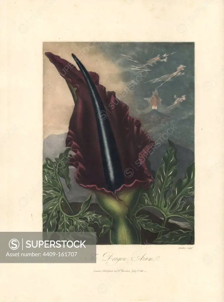 Dragum arum, Dracunculus vulgaris. Painted by Peter Henderson, engraved by Quilley. Handcoloured stipple copperplate engraving from Dr. Robert Thornton's "Temple of Flora," Lottery edition, London, 1812. The illustrations were a mix of aquatint, mezzotint and stipple engravings finished by hand.