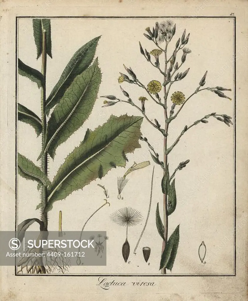 Wild lettuce, Lactuca virosa. Handcoloured copperplate engraving by P. Haas from Dr. Friedrich Gottlob Hayne's Medical Botany, Berlin, 1822. Hayne (1763-1832) was a German botanist, apothecary and professor of pharmaceutical botany at Berlin University.