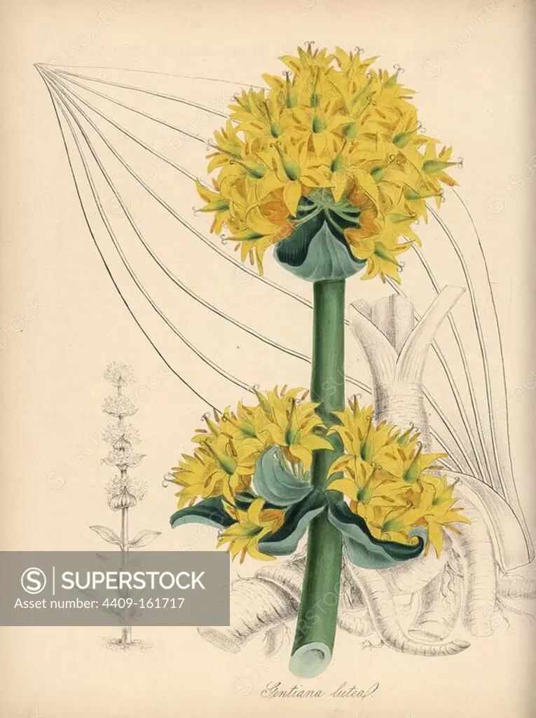 Great yellow gentian, Gentiana lutea. Handcoloured zincograph by C. Chabot drawn by Miss M. A. Burnett from her "Plantae Utiliores: or Illustrations of Useful Plants," Whittaker, London, 1842. Miss Burnett drew the botanical illustrations, but the text was chiefly by her late brother, British botanist Gilbert Thomas Burnett (1800-1835).