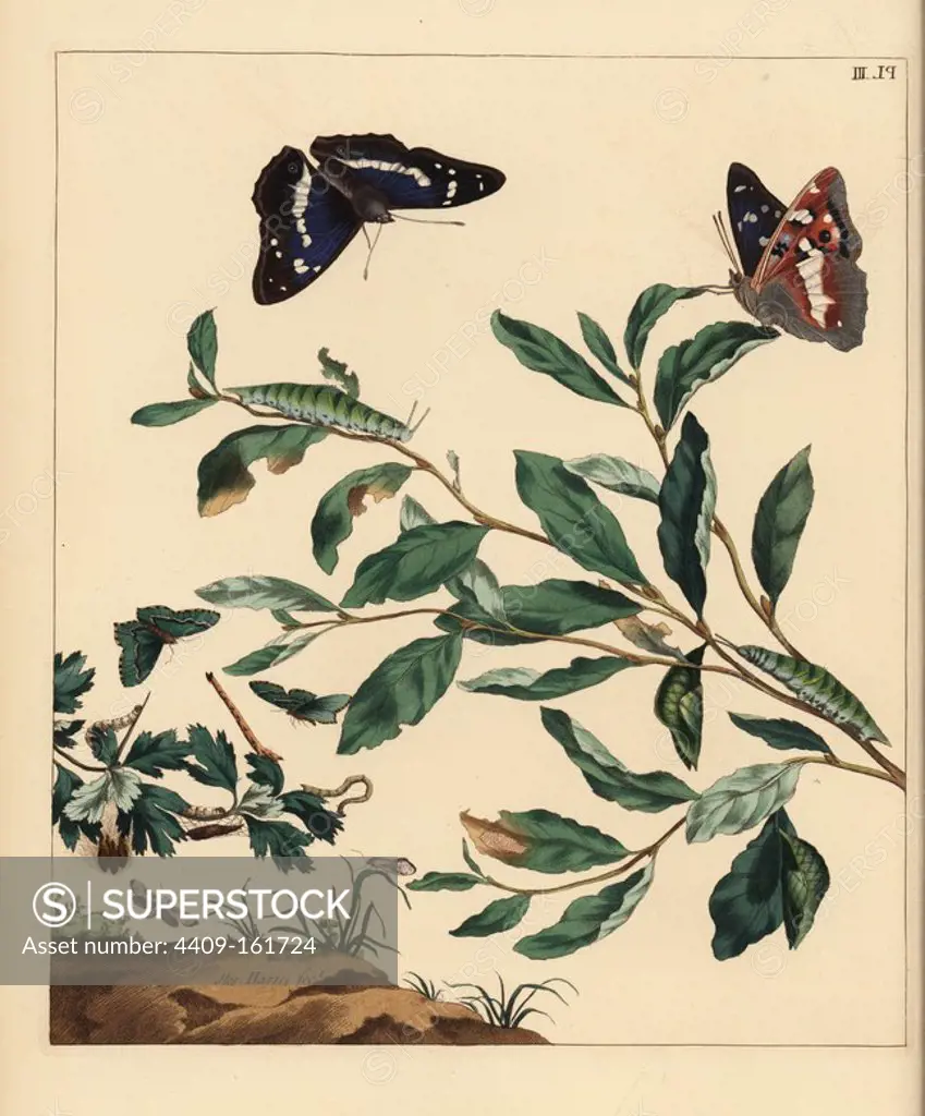 Purple emperor butterfly, Apatura iris, common emerald, Hemithea aestivaria, and orchard ermine, Yponomeuta padella. Handcoloured lithograph after an illustration by Moses Harris from "The Aurelian; a Natural History of English Moths and Butterflies," new edition edited by J. O. Westwood, published by Henry Bohn, London, 1840.
