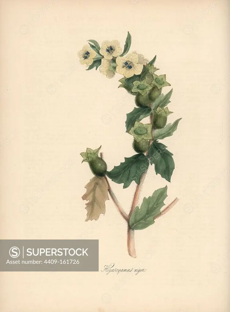Stinking nightshade or henbane, Hyoscyamus niger. Handcoloured zincograph by C. Chabot drawn by Miss M. A. Burnett from her "Plantae Utiliores: or Illustrations of Useful Plants," Whittaker, London, 1842. Miss Burnett drew the botanical illustrations, but the text was chiefly by her late brother, British botanist Gilbert Thomas Burnett (1800-1835).