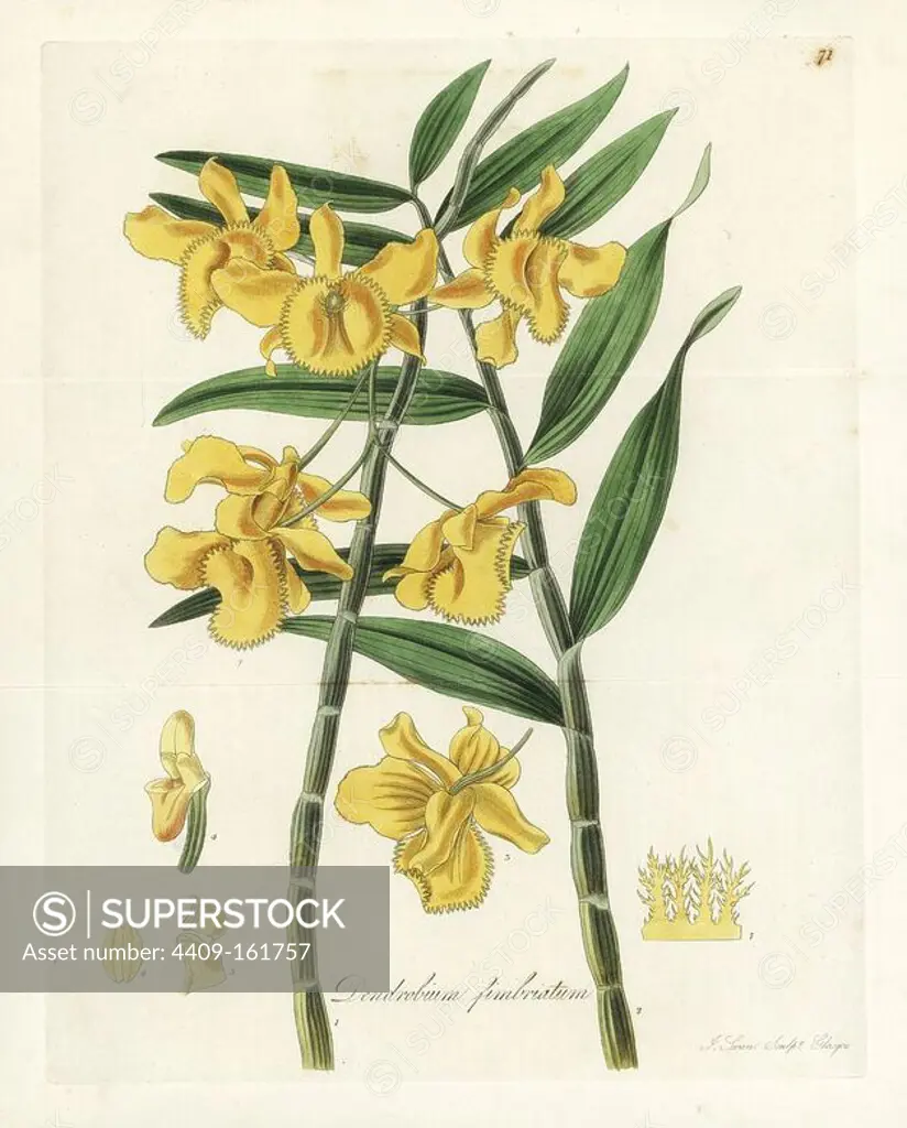 Fringed-lipped or fringed dendrobium orchid, Dendrobium fimbriatum. Handcoloured copperplate engraving by J. Swan after a botanical illustration by William Jackson Hooker from his own "Exotic Flora," Blackwood, Edinburgh, 1823. Hooker (1785-1865) was an English botanist who specialized in orchids and ferns, and was director of the Royal Botanical Gardens at Kew from 1841.