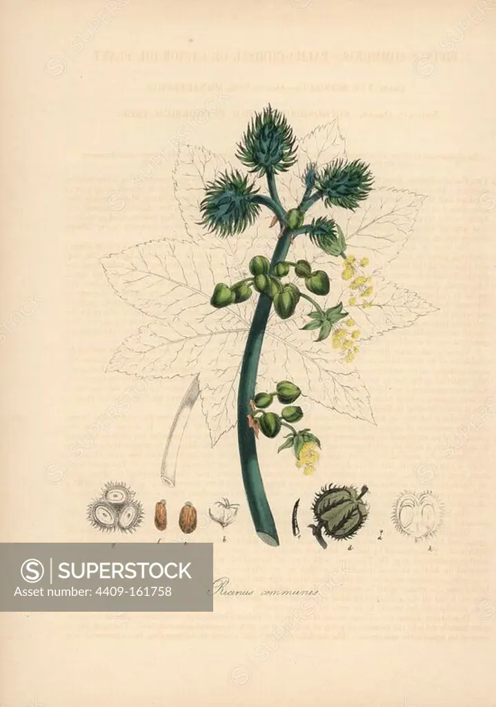 Castor oil plant, Ricinus communis. Handcoloured zincograph by C. Chabot drawn by Miss M. A. Burnett from her "Plantae Utiliores: or Illustrations of Useful Plants," Whittaker, London, 1842. Miss Burnett drew the botanical illustrations, but the text was chiefly by her late brother, British botanist Gilbert Thomas Burnett (1800-1835).