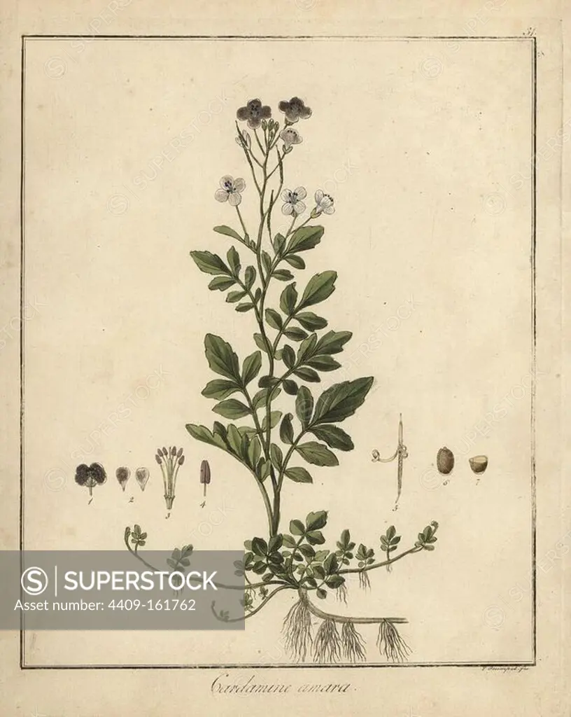Large bittercress, Cardamine amara. Handcoloured copperplate engraving by F. Guimpel from Dr. Friedrich Gottlob Hayne's Medical Botany, Berlin, 1822. Hayne (1763-1832) was a German botanist, apothecary and professor of pharmaceutical botany at Berlin University.