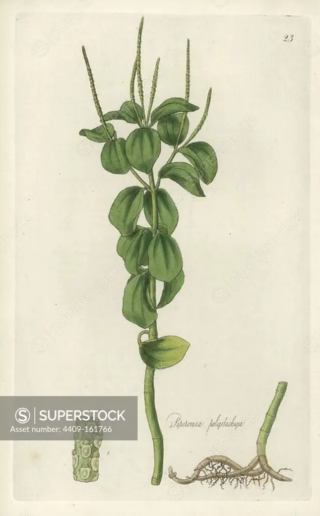 Many-stalked peperomia or radiator plant, Peperomia polystachya. Handcoloured copperplate engraving by J. Swan after a botanical illustration by William Jackson Hooker from his own "Exotic Flora," Blackwood, Edinburgh, 1823. Hooker (1785-1865) was an English botanist who specialized in orchids and ferns, and was director of the Royal Botanical Gardens at Kew from 1841.