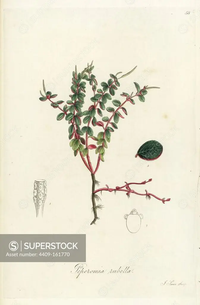 Red-stalked peperomia, Peperomia rubella. Handcoloured copperplate engraving by J. Swan after a botanical illustration by William Jackson Hooker from his own "Exotic Flora," Blackwood, Edinburgh, 1823. Hooker (1785-1865) was an English botanist who specialized in orchids and ferns, and was director of the Royal Botanical Gardens at Kew from 1841.
