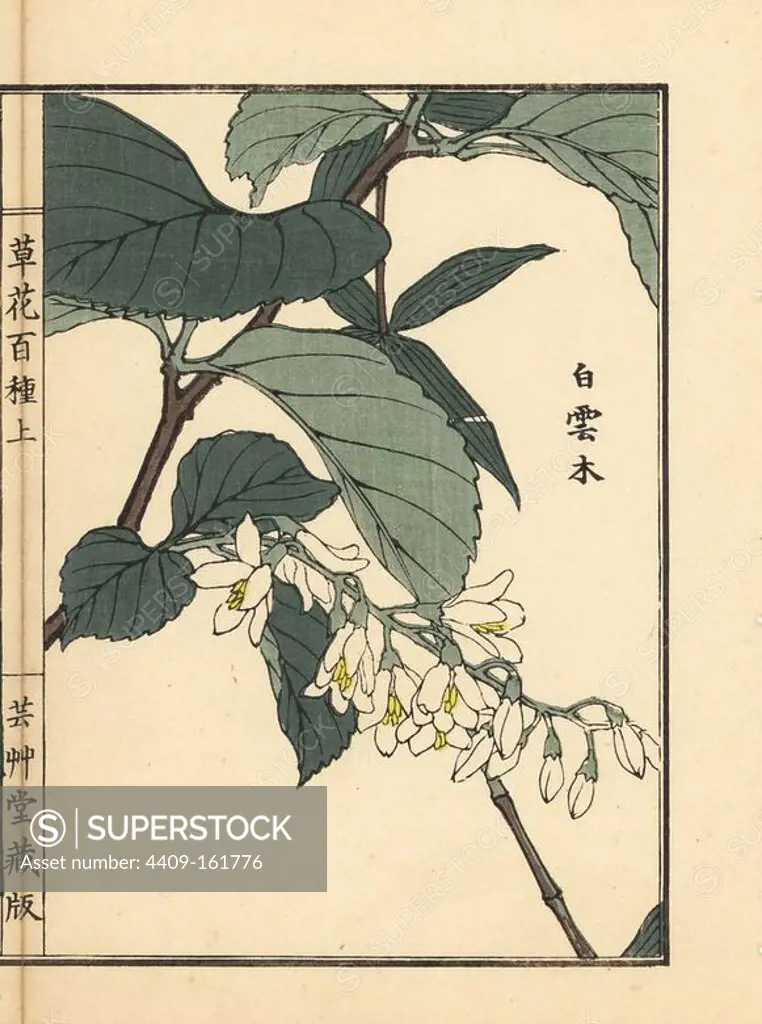 Haku-unpoku or obajisha, Styrax obassia, native to Hokkaido. Handcoloured woodblock print by Kono Bairei from Kusa Bana Hyakushu (One Hundred Varieties of Flowers), Tokyo, Yamada, 1901.