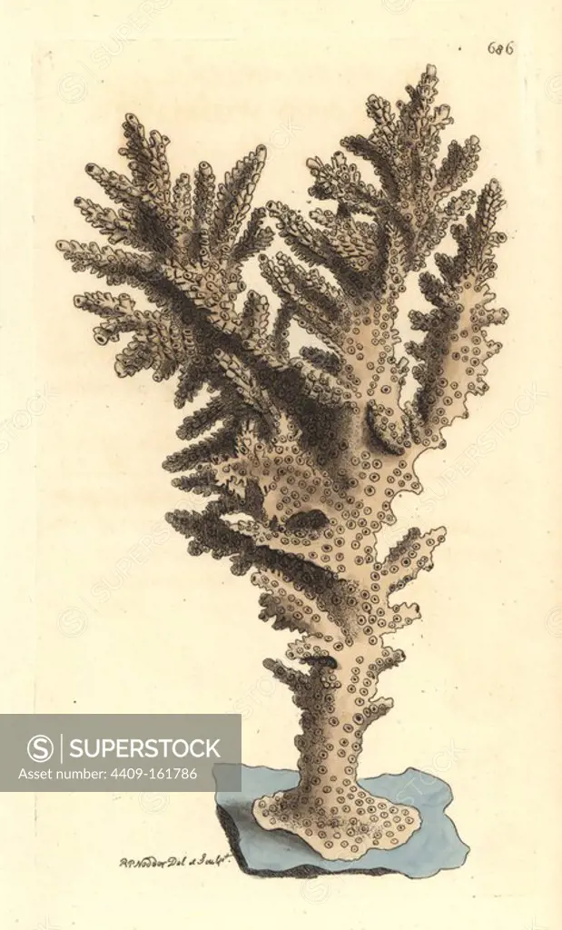 Acropora coral, Acropora danai. Illustration drawn and engraved by Richard Polydore Nodder. Handcoloured copperplate engraving from George Shaw and Frederick Nodder's "The Naturalist's Miscellany," London, 1801.