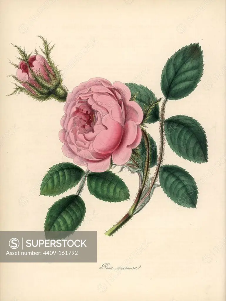 Moss rose, Rosa centifolia. Handcoloured zincograph by C. Chabot drawn by Miss M. A. Burnett from her "Plantae Utiliores: or Illustrations of Useful Plants," Whittaker, London, 1842. Miss Burnett drew the botanical illustrations, but the text was chiefly by her late brother, British botanist Gilbert Thomas Burnett (1800-1835).