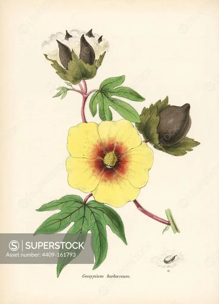 Cotton, Gossypium herbaceum, with flower, leaf and cotton boll. Handcoloured zincograph by Chabots drawn by Miss M. A. Burnett from her "Plantae Utiliores: or Illustrations of Useful Plants," Whittaker, London, 1842. Miss Burnett drew the botanical illustrations, but the text was chiefly by her late brother, British botanist Gilbert Thomas Burnett (1800-1835).