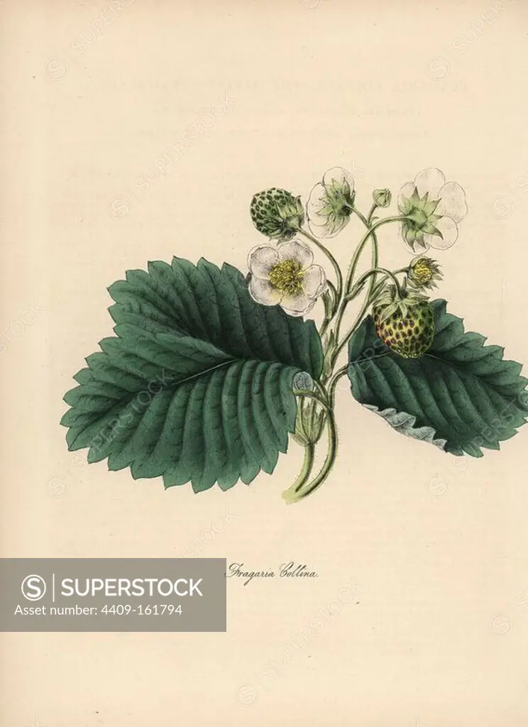 Alpine strawberry, Fragaria collina, with flower, green fruit and leaf. Handcoloured zincograph by C. Chabot drawn by Miss M. A. Burnett from her "Plantae Utiliores: or Illustrations of Useful Plants," Whittaker, London, 1842. Miss Burnett drew the botanical illustrations, but the text was chiefly by her late brother, British botanist Gilbert Thomas Burnett (1800-1835).
