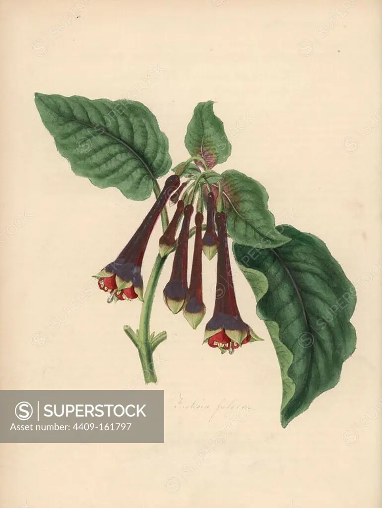 Fuchsia, Fuchsia fulgens. Handcoloured zincograph by C. Chabot drawn by Miss M. A. Burnett from her "Plantae Utiliores: or Illustrations of Useful Plants," Whittaker, London, 1842. Miss Burnett drew the botanical illustrations, but the text was chiefly by her late brother, British botanist Gilbert Thomas Burnett (1800-1835).