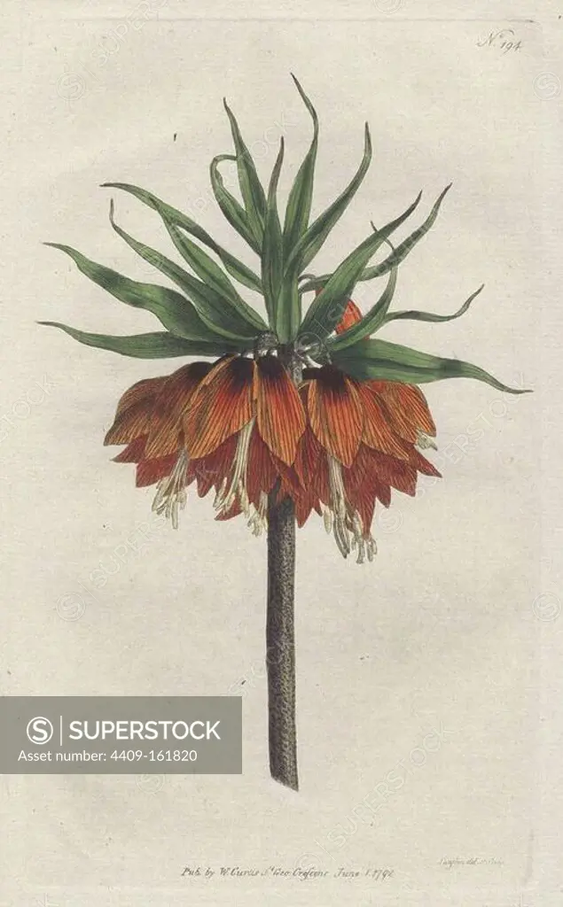 Crown imperial, Fritillaria imperialis. Handcolored copperplate drawn and engraved by Sydenham Edwards from William Curtis's "Botanical Magazine," St. George's Crescent, London, 1792.
