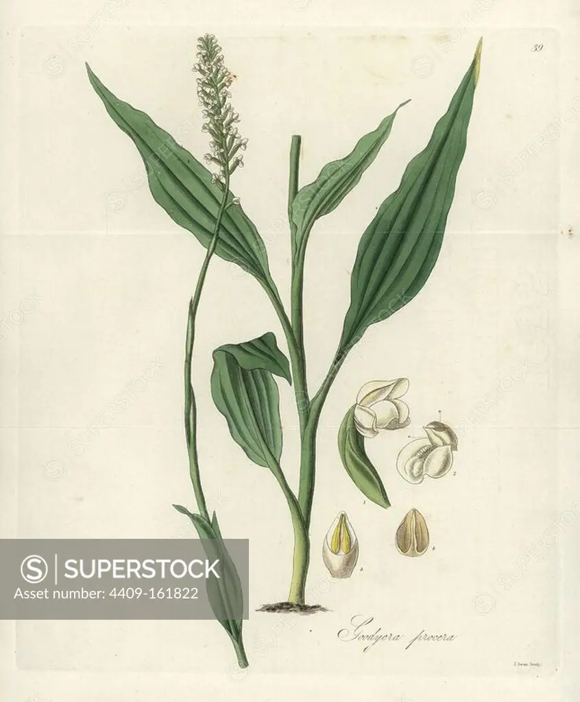 Tall goodyera orchid, Goodyera procera. Handcoloured copperplate engraving by J. Swan after a botanical illustration by William Jackson Hooker from his own "Exotic Flora," Blackwood, Edinburgh, 1823. Hooker (1785-1865) was an English botanist who specialized in orchids and ferns, and was director of the Royal Botanical Gardens at Kew from 1841.