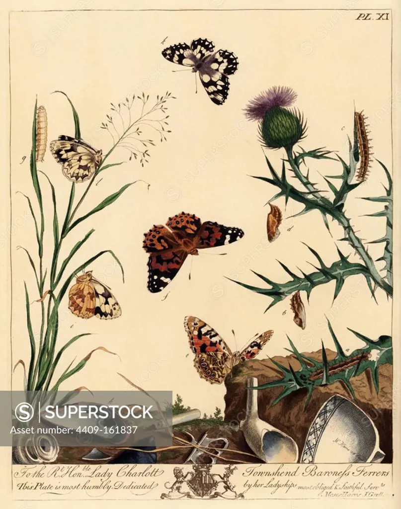 Painted lady butterfly, Vanessa cardui, and marmoress or marbled white butterfly, Melanargia galathea. Handcoloured lithograph after an illustration by Moses Harris from "The Aurelian; a Natural History of English Moths and Butterflies," new edition edited by J. O. Westwood, published by Henry Bohn, London, 1840.