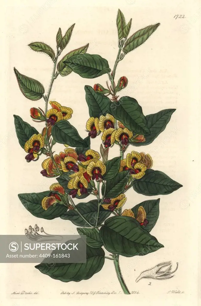 Broad-leafed brown pea, Bossiaea ornata (Gay-flowering lalage, Lalage ornata). Native to Australia. Handcoloured copperplate engraving by S. Watts after an illustration by Miss Drake from Sydenham Edwards' "The Botanical Register," London, Ridgway, 1834. Sarah Anne Drake (1803-1857) drew over 1,300 plates for the botanist John Lindley, including many orchids.