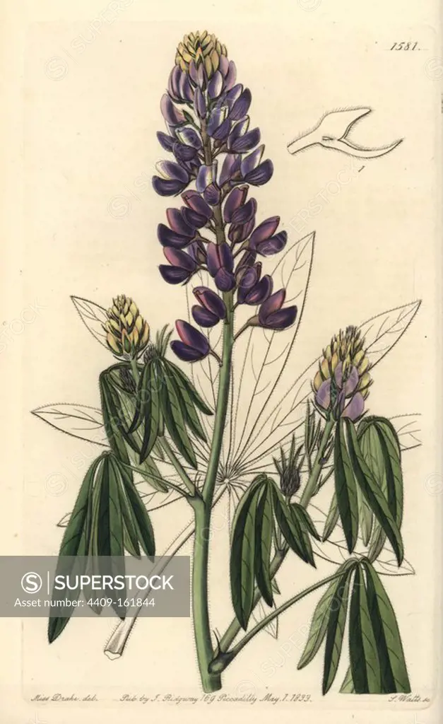 Mexican lupine, Lupinus elegans (Drooping-leaved lupine). Handcoloured copperplate engraving by S. Watts after an illustration by Miss Drake from Sydenham Edwards' "The Botanical Register," London, Ridgway, 1833. Sarah Anne Drake (1803-1857) drew over 1,300 plates for the botanist John Lindley, including many orchids.