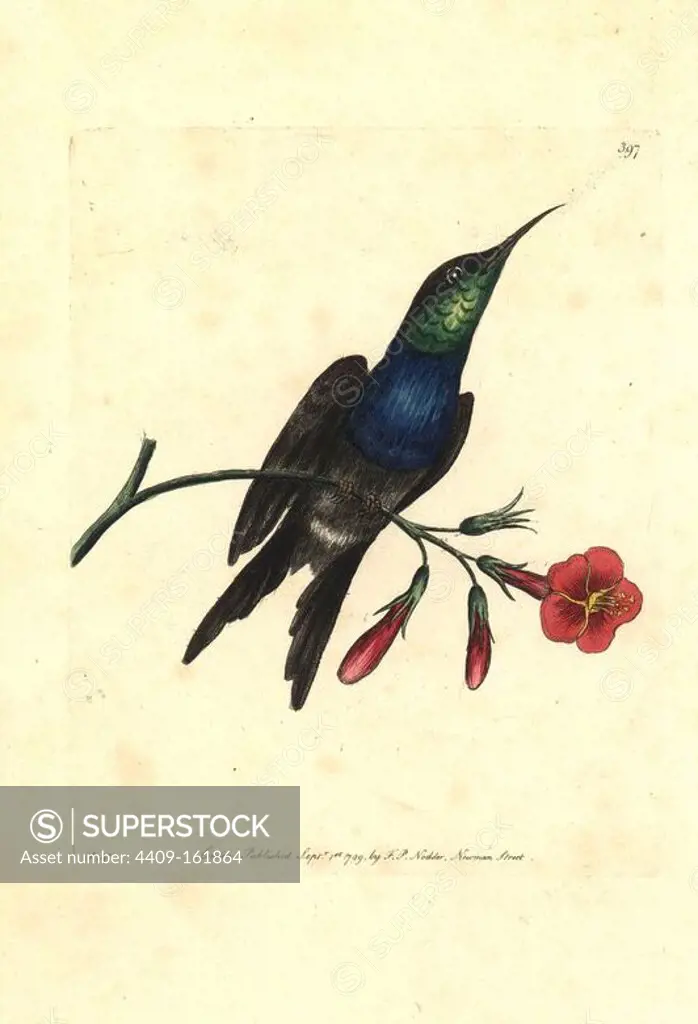 Fork-tailed woodnymph hummingbird, Thalurania furcata. (Furcated hummingbird, Trochilus furcata). Illustration by George Shaw, engraved by Frederick Nodder. Handcolored copperplate engraving from George Shaw and Frederick Nodder's "The Naturalist's Miscellany," F.P. Nodder, London, 1799.