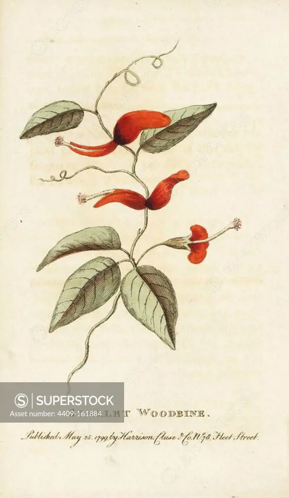 Scarlet woodbine of New South Wales, Lonicera species Handcoloured copperplate engraving from "The Naturalist's Pocket Magazine," Harrison, London, 1799.