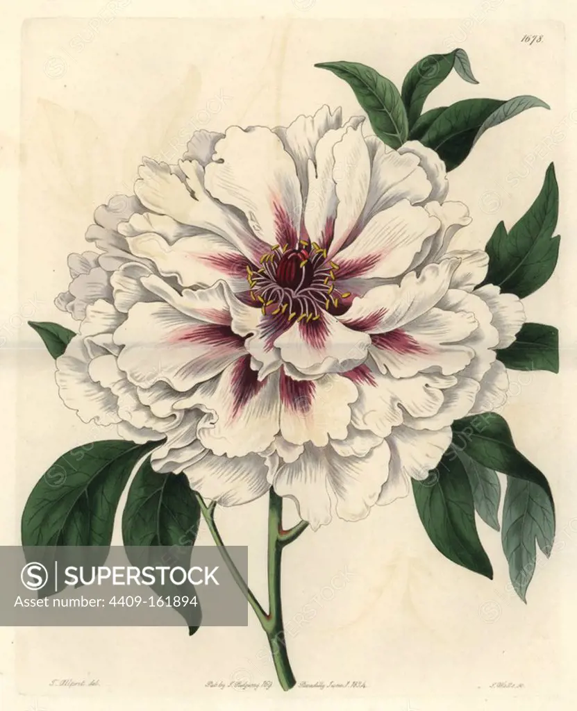 Double-white tree peony, Paeonia moutan albida plena. Handcoloured copperplate engraving by S. Watts after an illustration by Thomas Allport from Sydenham Edwards' "The Botanical Register," London, Ridgway, 1834. Allport (1804-1879) was a miniature painter, botanical artist, and drawing instructor.