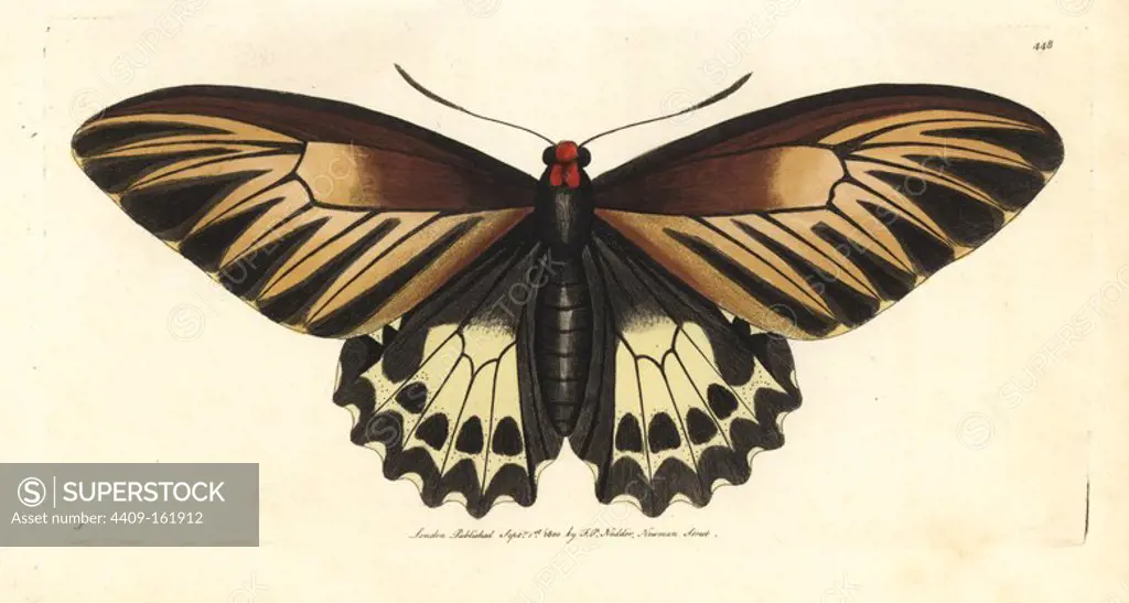 Oblong-spotted birdwing, Troides oblongomaculatus (Amphimedon butterfly, Papilio amphimedon). Illustration drawn by George Shaw. Handcoloured copperplate engraving from George Shaw and Frederick Nodder's "The Naturalist's Miscellany," London, 1800.