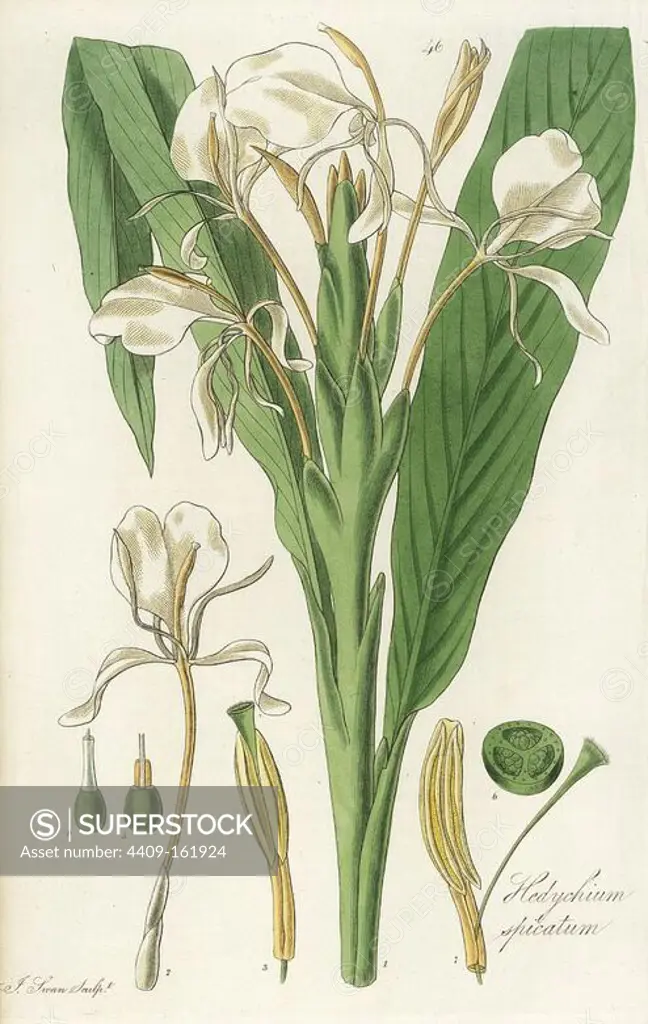 Spiked garland flower or spiked ginger lily, Hedychium spicatum. Handcoloured copperplate engraving by J. Swan after a botanical illustration by William Jackson Hooker from his own "Exotic Flora," Blackwood, Edinburgh, 1823. Hooker (1785-1865) was an English botanist who specialized in orchids and ferns, and was director of the Royal Botanical Gardens at Kew from 1841.