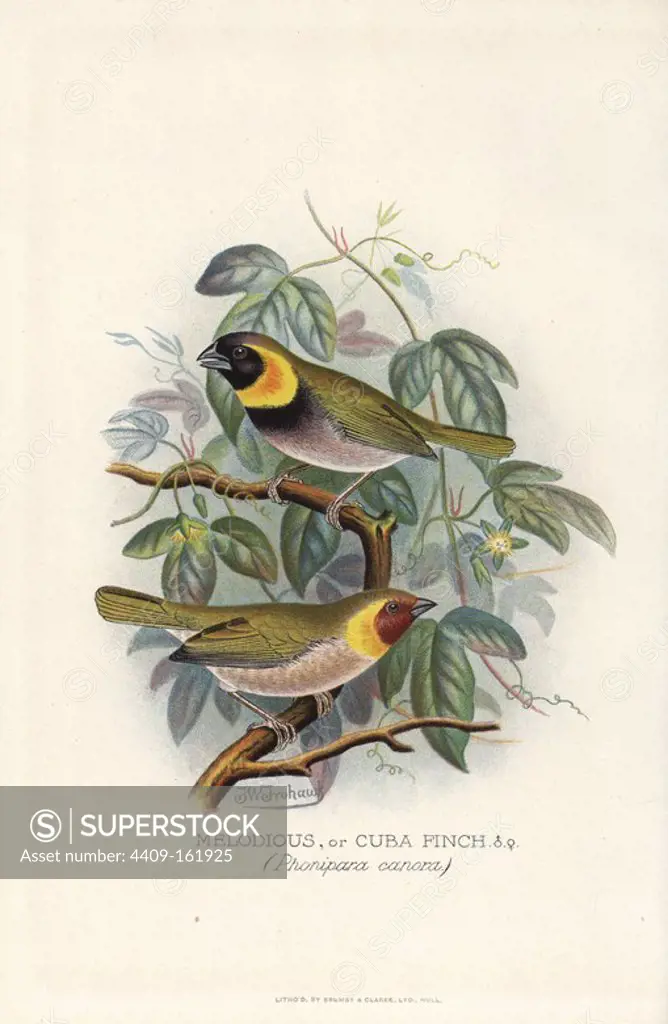 Cuban grassquit, Tiaris canorus. (Melodious or Cuba finch, Phonipara canora) Chromolithograph by Brumby and Clarke after a painting by Frederick William Frohawk from Arthur Gardiner Butler's "Foreign Finches in Captivity," London, 1899.