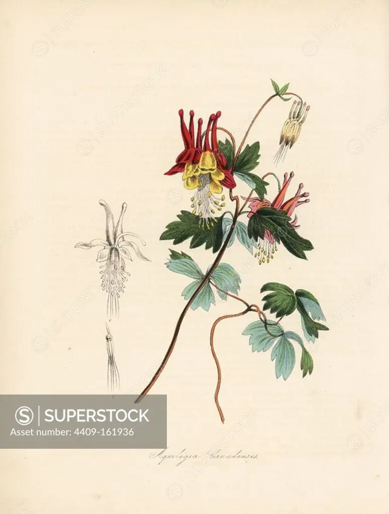 Canadian columbine, Aquilegia canadensis. Taken from an illustration by William Clark from Richard Morris's "Flora Conspicua." Handcoloured zincograph by C. Chabot drawn by Miss M. A. Burnett from her "Plantae Utiliores: or Illustrations of Useful Plants," Whittaker, London, 1842. Miss Burnett drew the botanical illustrations, but the text was chiefly by her late brother, British botanist Gilbert Thomas Burnett (1800-1835).