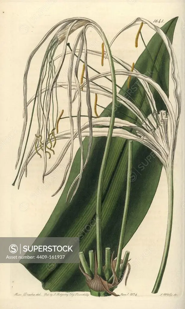 Beach spider lily, Hymenocallis littoralis (Long-flowered pancratium, Pancratium pedale). Handcoloured copperplate engraving by S. Watts after an illustration by Miss Drake from Sydenham Edwards' "The Botanical Register," London, Ridgway, 1833. Sarah Anne Drake (1803-1857) drew over 1,300 plates for the botanist John Lindley, including many orchids.