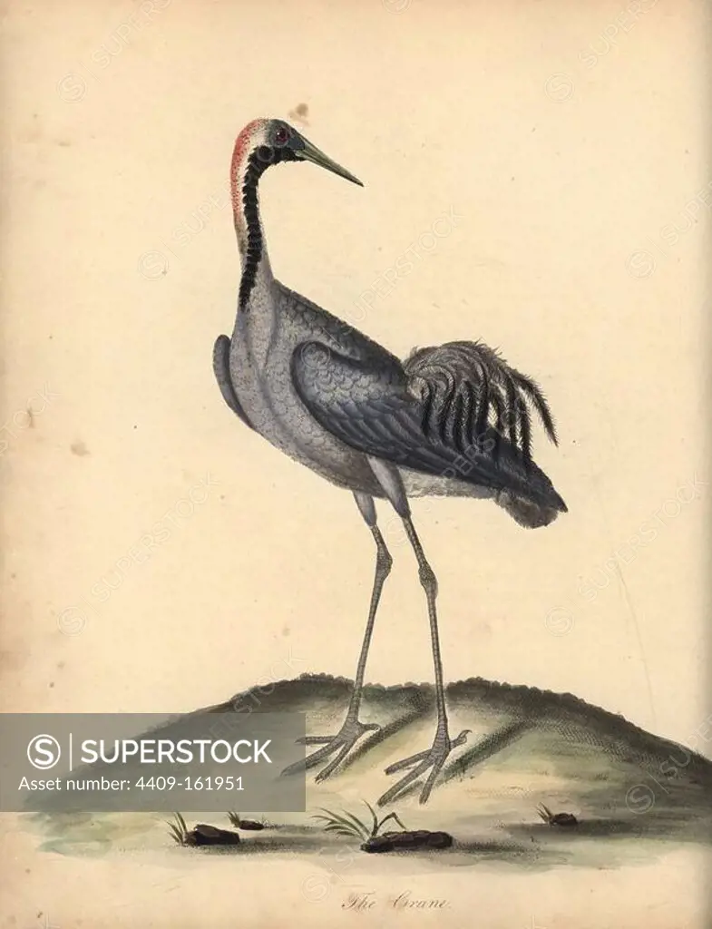 Common crane, Grus grus. (Ardea grus) Handcoloured copperplate engraving of an illustration by William Hayes from Portraits of Rare and Curious Birds from the Menagery of Osterly Park, London, Bulmer, 1794.