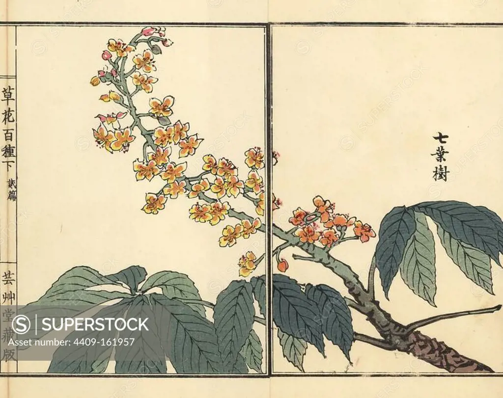 Tochinoki or Japanese horse chestnut, Aesculus turbinata. Handcoloured woodblock print by Kono Bairei from Kusa Bana Hyakushu (One Hundred Varieties of Flowers), Tokyo, Yamada, 1901.