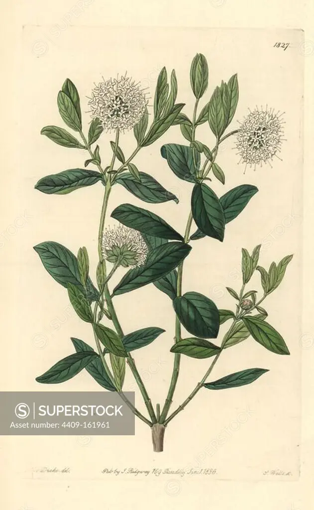 Privet-leaved pimelea or tall rice flower, Pimelea ligustrina. Handcoloured copperplate engraving by S. Watts after an illustration by Miss Drake from Sydenham Edwards' "The Botanical Register," London, Ridgway, 1836. Sarah Anne Drake (1803-1857) drew over 1,300 plates for the botanist John Lindley, including many orchids.