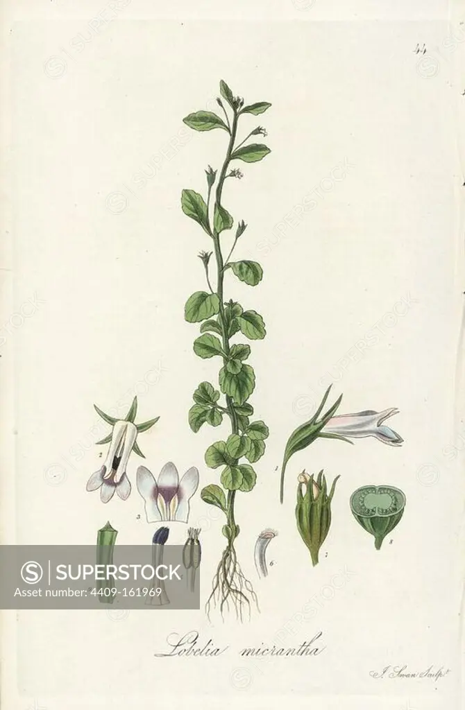 Diastatea micrantha (Small-flowered lobelia, Lobelia micrantha). Handcoloured copperplate engraving by J. Swan after a botanical illustration by William Jackson Hooker from his own "Exotic Flora," Blackwood, Edinburgh, 1823. Hooker (1785-1865) was an English botanist who specialized in orchids and ferns, and was director of the Royal Botanical Gardens at Kew from 1841.