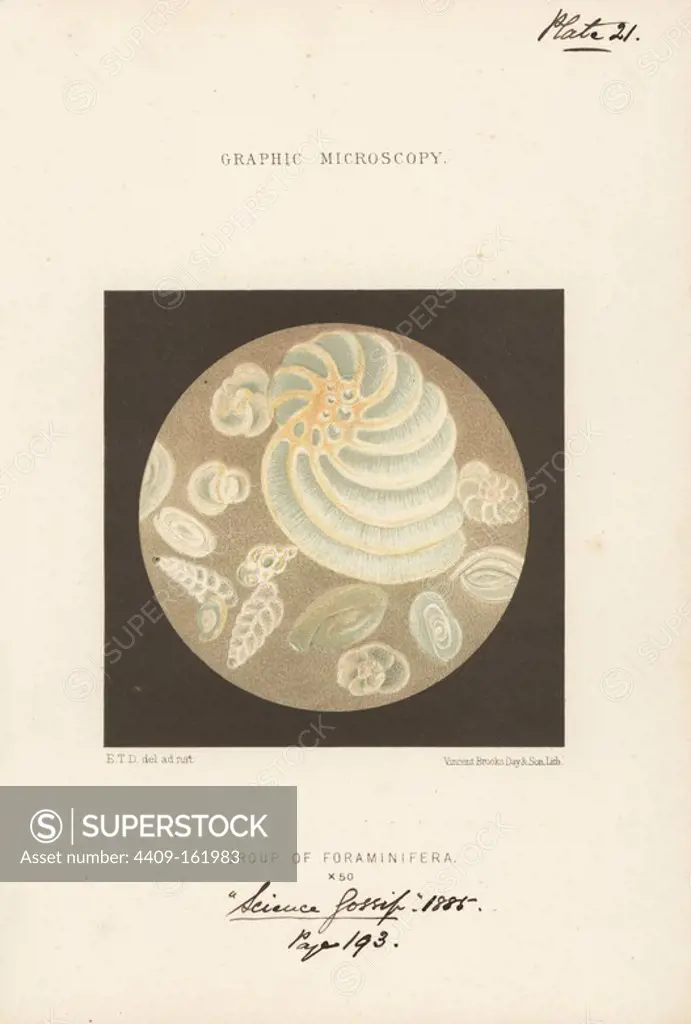 Group of foraminifera, marine plankton or amoeboid protists, magnified x50. Chromolithograph after an illustration by E.T.D., lithographed by Vincent Brooks, from "Graphic Microscopy" plates to illustrate "Hardwicke's Science Gossip," London, 1865-1885.