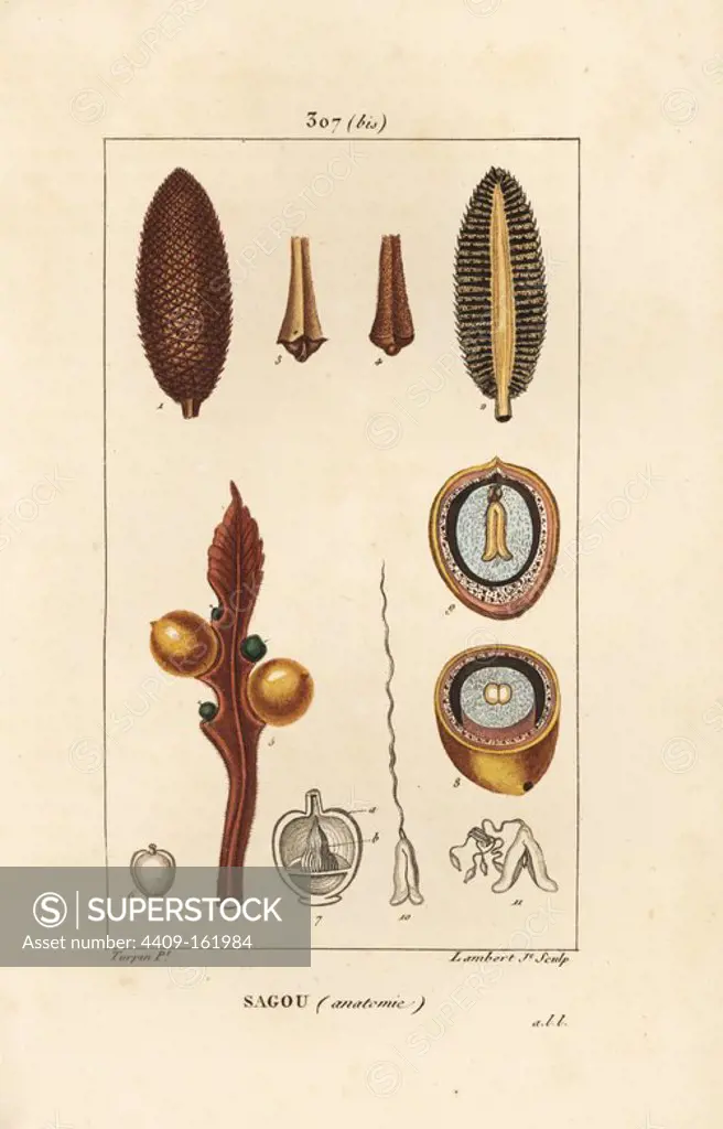 Queen sago, Cycas circinalis, showing seed and section. Endangered. Handcoloured stipple copperplate engraving by Lambert Junior from a drawing by Pierre Jean-Francois Turpin from Chaumeton, Poiret and Chamberet's "La Flore Medicale," Paris, Panckoucke, 1830. Turpin (1775~1840) was one of the three giants of French botanical art of the era alongside Pierre Joseph Redoute and Pancrace Bessa.