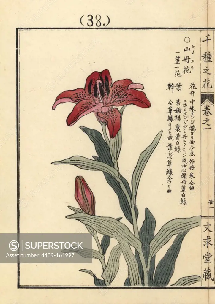 Himeyuri or morning star lily, Lilium concolor. Handcoloured woodblock print by Kono Bairei from Senshu no Hana (One Thousand Varieties of Flowers), Bunkyudo, Kyoto, 1900.