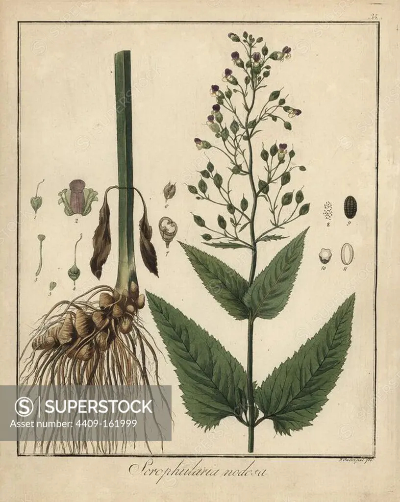 Figwort, Scrophularia nodosa. Handcoloured copperplate engraving by F. Guimpel from Dr. Friedrich Gottlob Hayne's Medical Botany, Berlin, 1822. Hayne (1763-1832) was a German botanist, apothecary and professor of pharmaceutical botany at Berlin University.