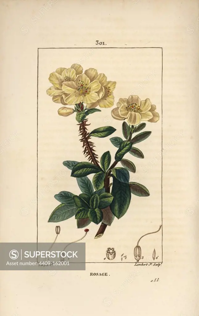 Rosebay, Hymenanthes maxima (Rhododendron maximum), with flower, thorny stem, leaf and seed. Handcoloured stipple copperplate engraving by Lambert Junior from a drawing by Pierre Jean-Francois Turpin from Chaumeton, Poiret and Chamberet's "La Flore Medicale," Paris, Panckoucke, 1830. Turpin (1775~1840) was one of the three giants of French botanical art of the era alongside Pierre Joseph Redoute and Pancrace Bessa.