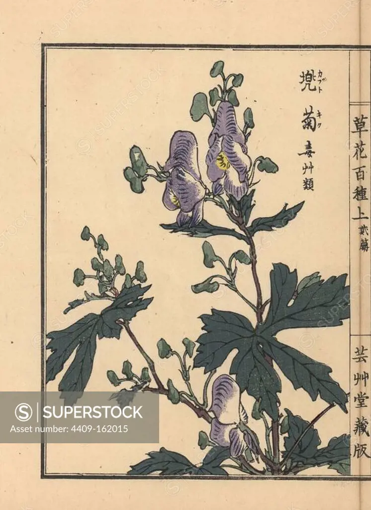 Kabutogiku or monkshood, Aconitum napellus. Handcoloured woodblock print by Kono Bairei from Kusa Bana Hyakushu (One Hundred Varieties of Flowers), Tokyo, Yamada, 1901.