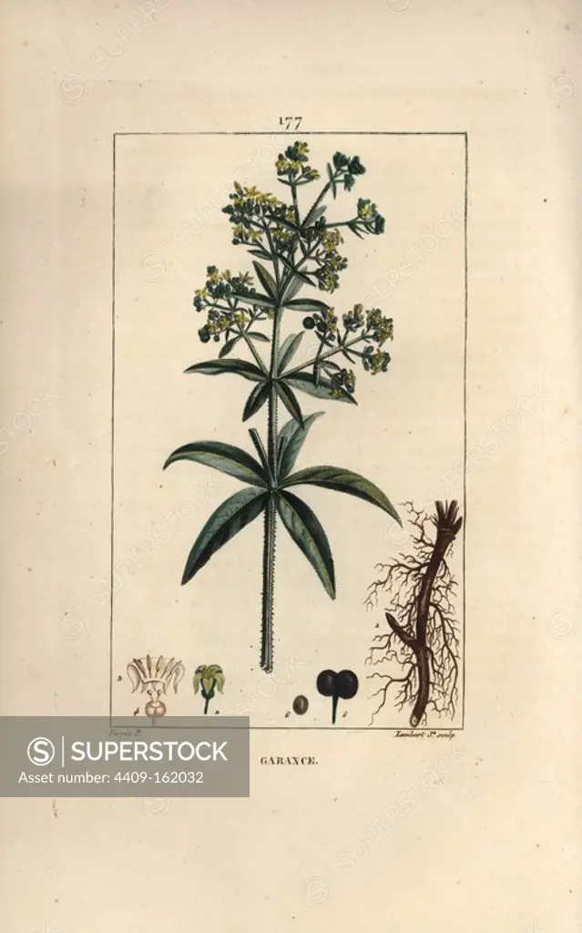 Madder, Rubia tinctorum, with root, flower, leaf and seed. Handcoloured stipple copperplate engraving by Lambert Junior from a drawing by Pierre Jean-Francois Turpin from Chaumeton, Poiret and Chamberet's "La Flore Medicale," Paris, Panckoucke, 1830. Turpin (1775~1840) was one of the three giants of French botanical art of the era alongside Pierre Joseph Redoute and Pancrace Bessa.