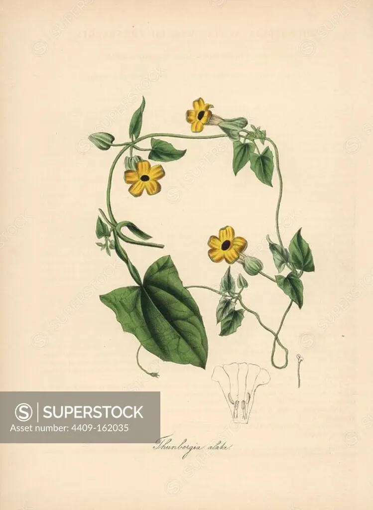 Black-eyed susan vine, Thunbergia alata. Handcoloured zincograph by C. Chabot drawn by Miss M. A. Burnett from her "Plantae Utiliores: or Illustrations of Useful Plants," Whittaker, London, 1842. Miss Burnett drew the botanical illustrations, but the text was chiefly by her late brother, British botanist Gilbert Thomas Burnett (1800-1835).