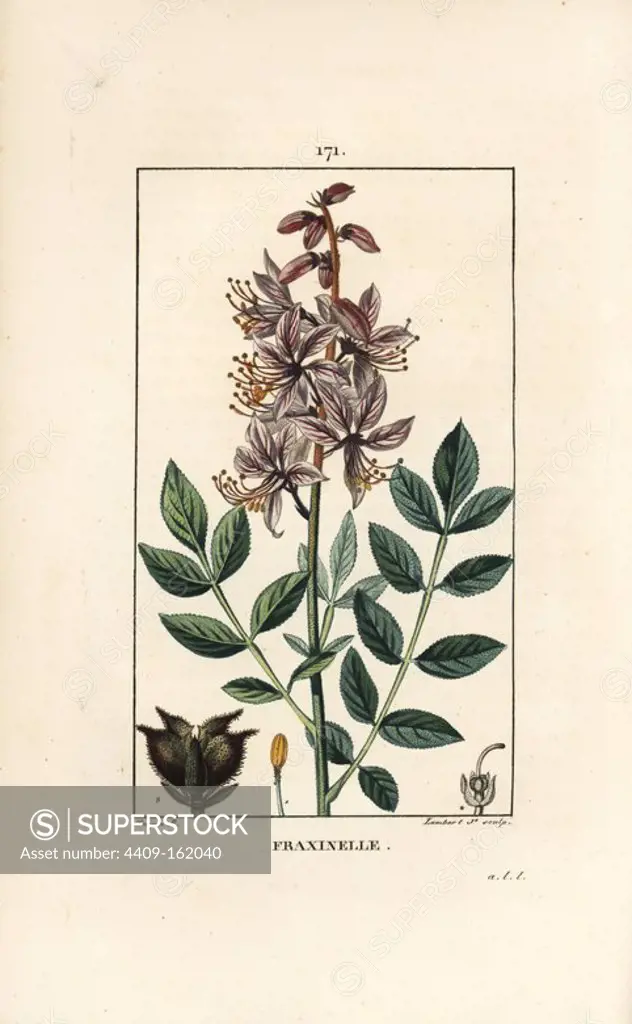 Bastard dittany or burning bush, Dictamnus albus, showing flowers, leaves, seeds and hairy fruit. Handcoloured stipple copperplate engraving by Lambert Junior from a drawing by Pierre Jean-Francois Turpin from Chaumeton, Poiret et Chamberet's "La Flore Medicale," Paris, Panckoucke, 1830. Turpin (1775~1840) was one of the three giants of French botanical art of the era alongside Pierre Joseph Redoute and Pancrace Bessa.