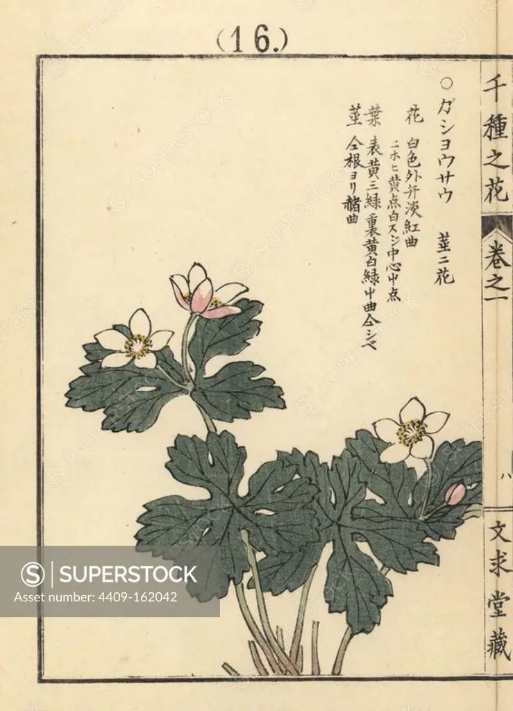 Gashousou or soft windflower, Anemone flaccida. Handcoloured woodblock print by Kono Bairei from Senshu no Hana (One Thousand Varieties of Flowers), Bunkyudo, Kyoto, 1900.