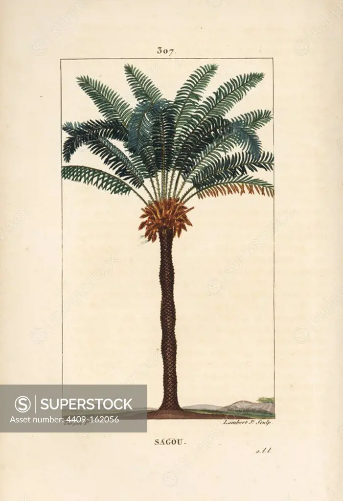 Queen sago, Cycas circinalis, showing leaf, seed and trunk. Endangered palm tree. Handcoloured stipple copperplate engraving by Lambert Junior from a drawing by Pierre Jean-Francois Turpin from Chaumeton, Poiret and Chamberet's "La Flore Medicale," Paris, Panckoucke, 1830. Turpin (1775~1840) was one of the three giants of French botanical art of the era alongside Pierre Joseph Redoute and Pancrace Bessa.