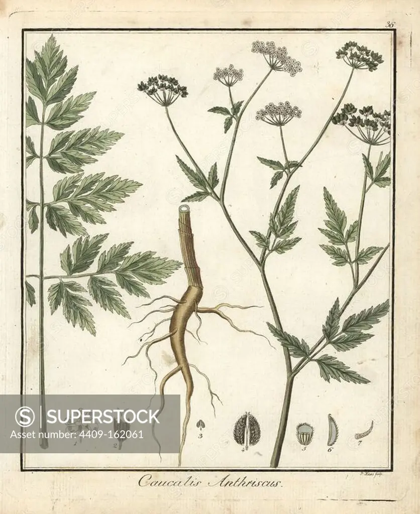 Burr chervil, Caucalis anthriscus. Handcoloured copperplate engraving by P. Haas from Dr. Friedrich Gottlob Hayne's Medical Botany, Berlin, 1822. Hayne (1763-1832) was a German botanist, apothecary and professor of pharmaceutical botany at Berlin University.